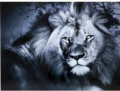 Kare Design Wandfoto Glass Lion King Lying 120x160cm
